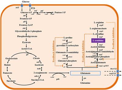 Recent Advances of L-ornithine Biosynthesis in Metabolically Engineered Corynebacterium glutamicum